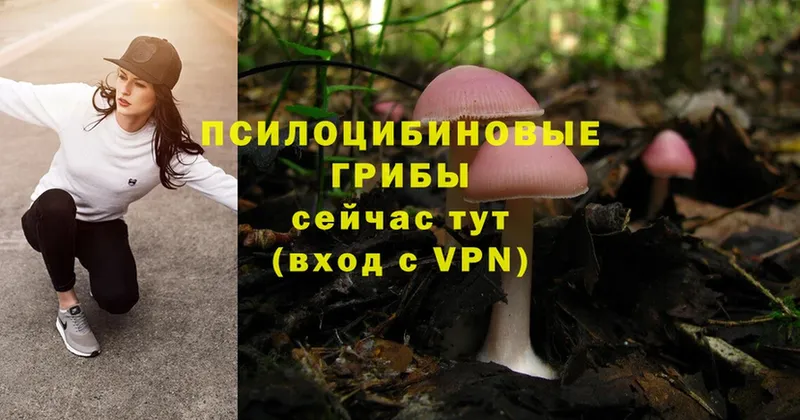 Псилоцибиновые грибы Cubensis  Павлово 